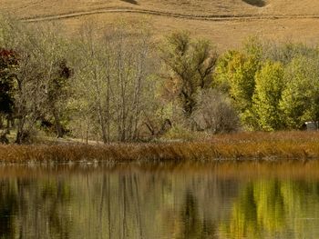View of lake along trees