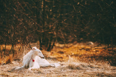 View of a dog in the forest