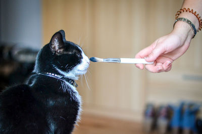 Close-up of hand holding cat at home
