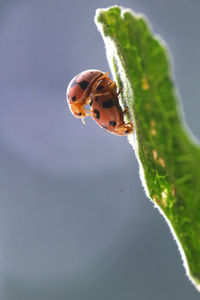 Close-up of ladybug on leaf