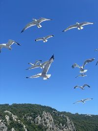 Low angle view of seagulls flying in sky