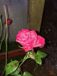 Close-up of wet red rose