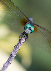 Close-up of insect on plant