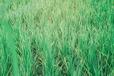 Full frame shot of corn field