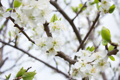 Close-up of cherry blossoms in spring