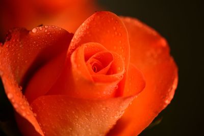 Close-up of wet rose