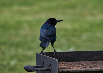 Close-up of bird perching on railing