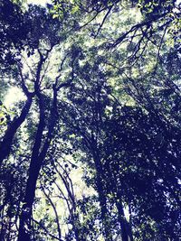 Low angle view of trees