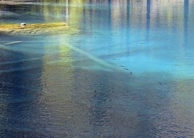 Reflection of trees in water