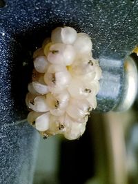 Close-up of wet white flower
