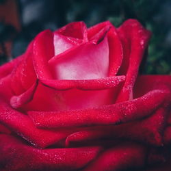 Close-up of pink rose