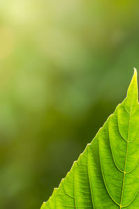 Green leaves with detailed lines and surface.