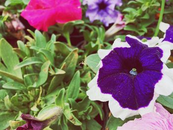 Close-up of purple flowers blooming outdoors