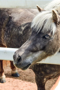 Close-up of horse in pen