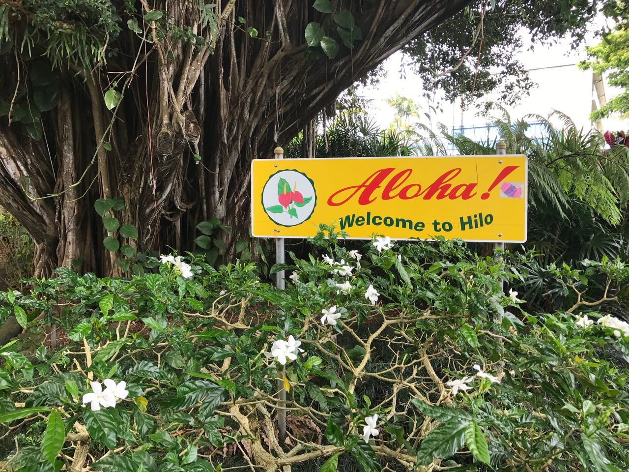 Hawaii, Hilo, aloha, sign, tree, welcome, hello, tropics, island