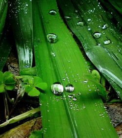 Full frame shot of wet leaf