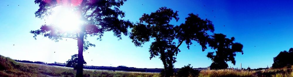 Low angle view of trees on field against blue sky