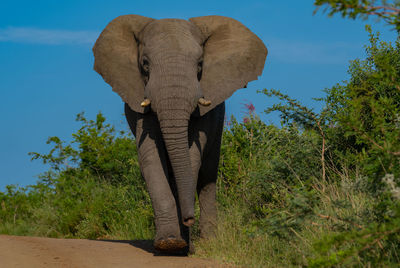 Elephant in the nature reserve hluhluwe national park south africa