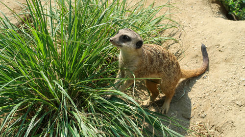 Meerkat standing up near a bush at the zoo