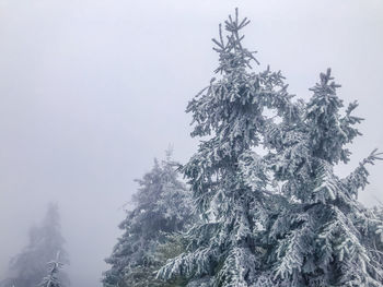 Low angle view of pine tree against sky during winter