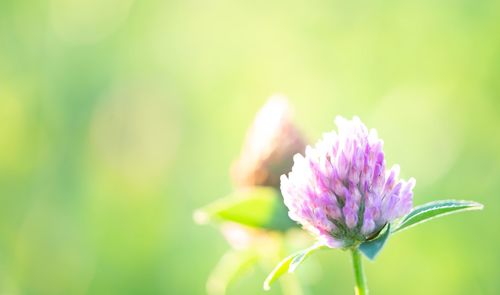 Close-up of pink flowering plant