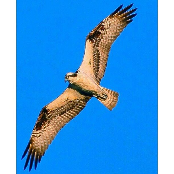 animal themes, animals in the wild, clear sky, one animal, wildlife, spread wings, low angle view, bird, copy space, flying, blue, nature, bird of prey, animal wing, giraffe, day, full length, no people, outdoors, beauty in nature