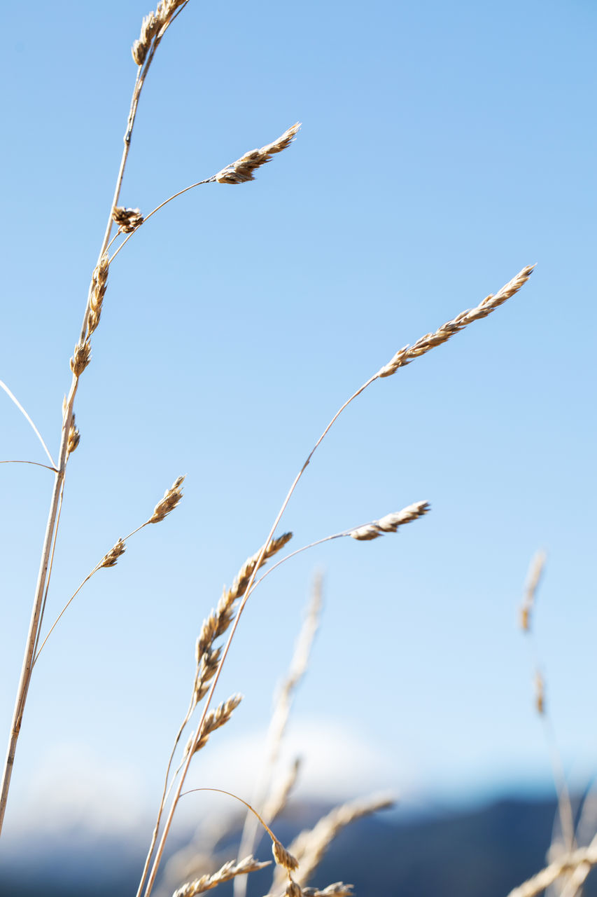 branch, grass, nature, sky, plant, no people, blue, beauty in nature, tranquility, day, outdoors, clear sky, focus on foreground, flower, landscape, sunny, growth, sunlight, food, close-up, water, land, twig, environment, rural scene, tree, food and drink, crop, agriculture