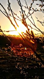 Close-up of silhouette plants against sky during sunset