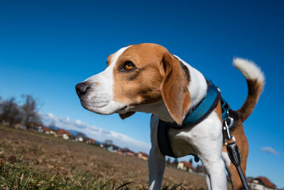 Close-up of dog looking away against clear sky