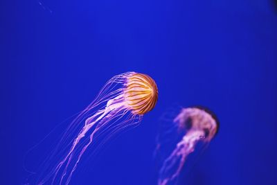 Close-up of jellyfish swimming in sea