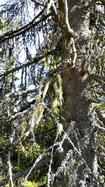 Low angle view of trees in forest against sky