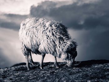 Horse standing on field against sky