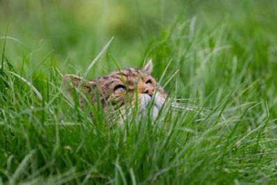 Portrait of scottish wildcat on field. this large male predator was sneaking up on his prey.