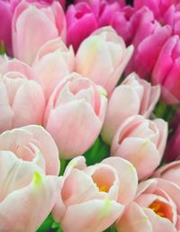 Close-up of pink flower