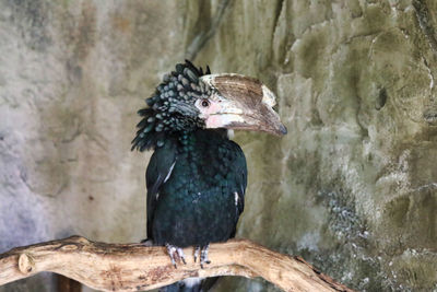 Close-up of bird perching on rock