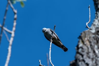 Low angle view of bird perching on branch against sky