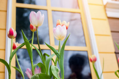 Close-up of tulips against window