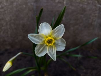 Spring flowers