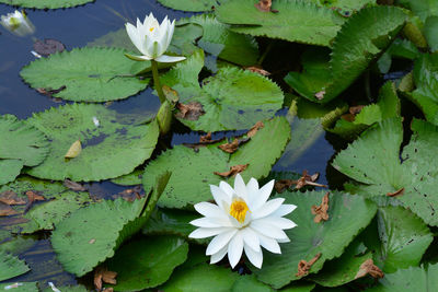 High angle view of lotus water lily in lake