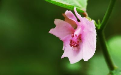 Close-up of pink rose flower