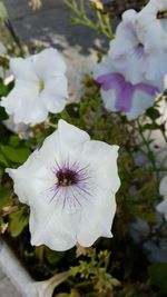 Close-up of white hibiscus blooming outdoors