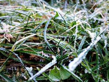 Close-up of frozen plants