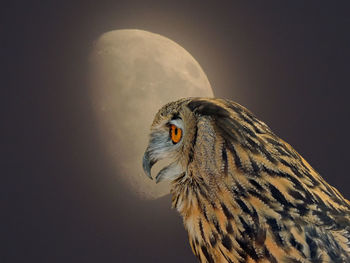 Owling at the moon.