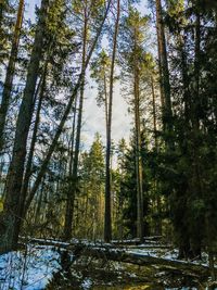 Low angle view of trees in forest against sky