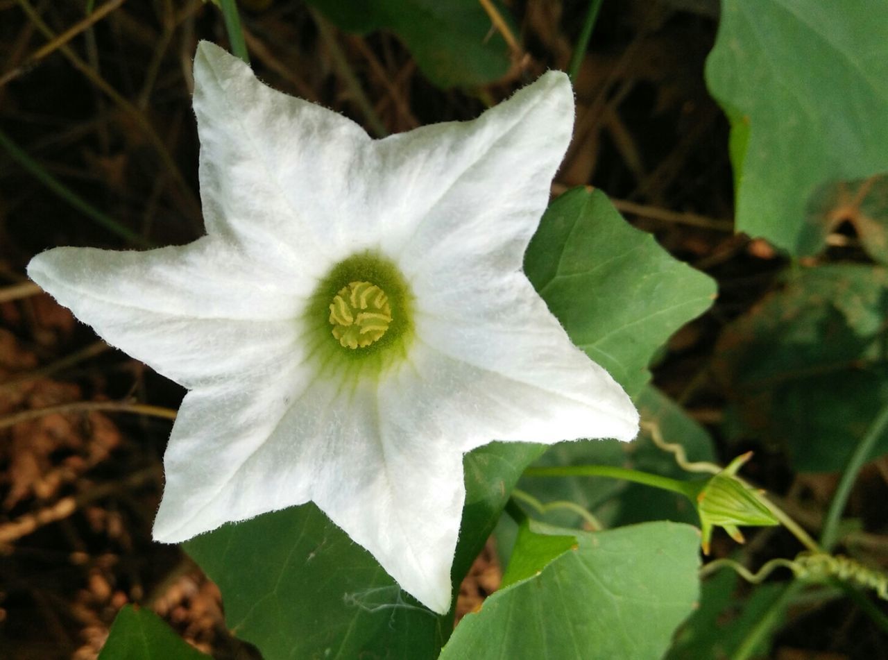 White with green