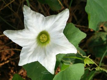 Close-up of white flower