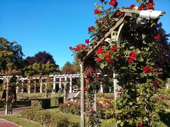 Plants and trees against clear sky