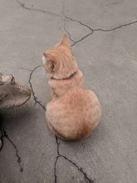 High angle view of cat sitting on street