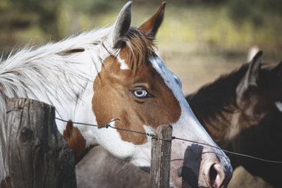 Close-up of a horse in ranch