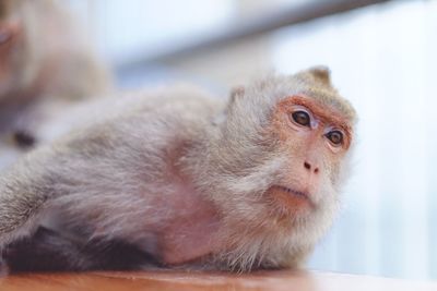 Close-up of monkey looking away